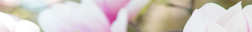 Pink & Green Flowers Banner.png
